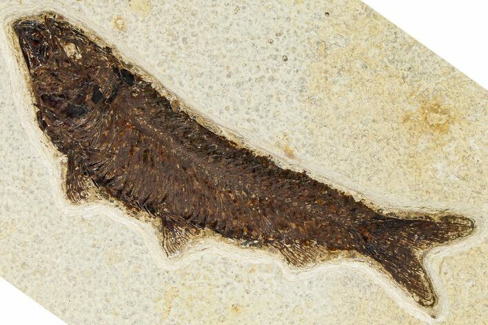 Detailed Fossil Fish (Knightia) - Wyoming #370861